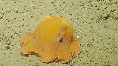 1605236371.gif