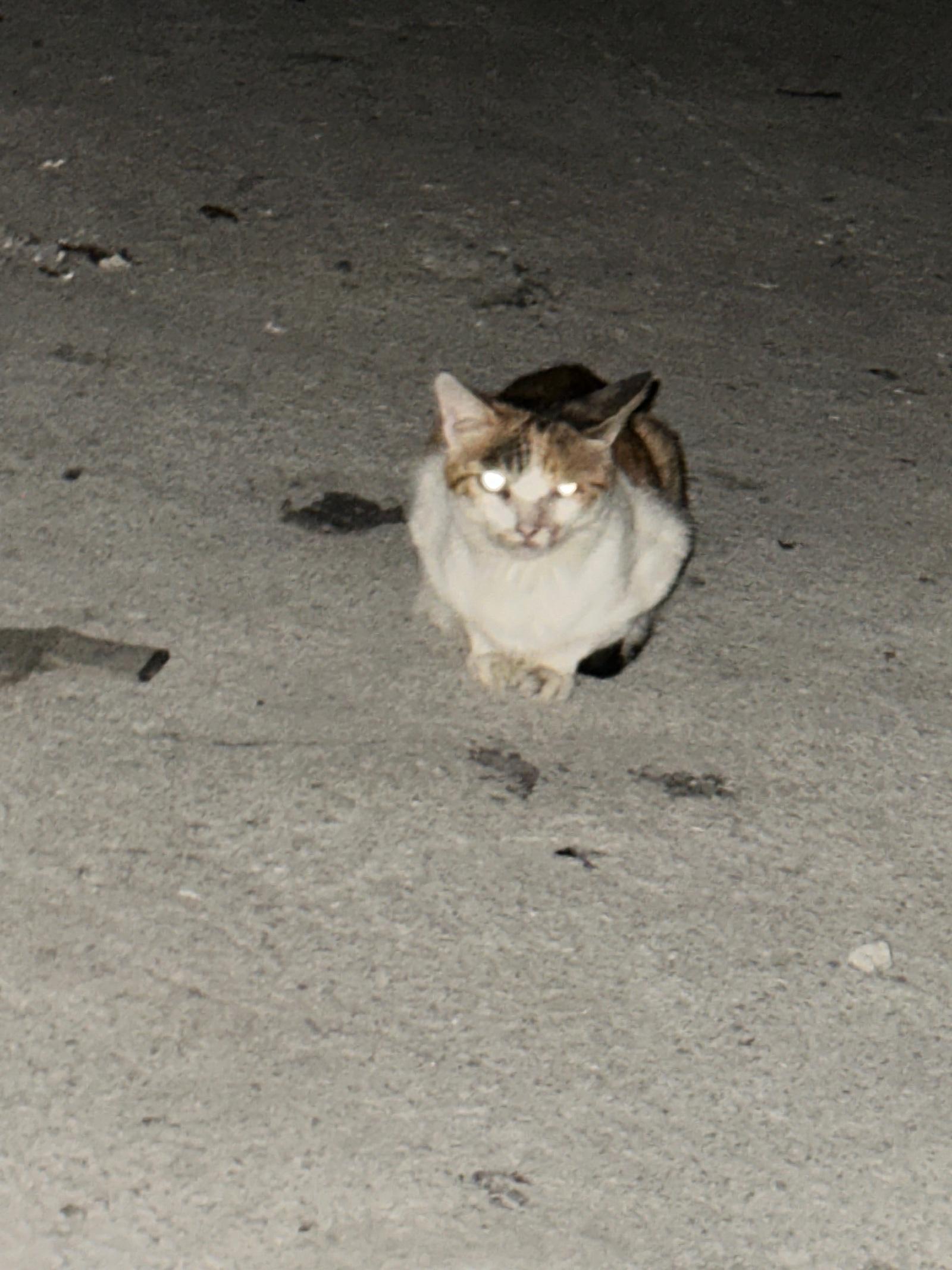 IMG_0883.jpeg