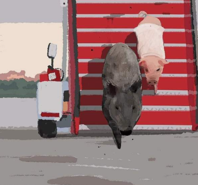 돼지01.png