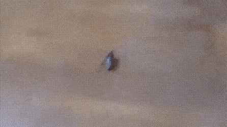 11205835720201008415f0211-7e04-4204-9ecc-661f96d3f3d7.gif