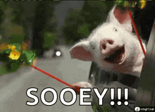 happy-pig.gif