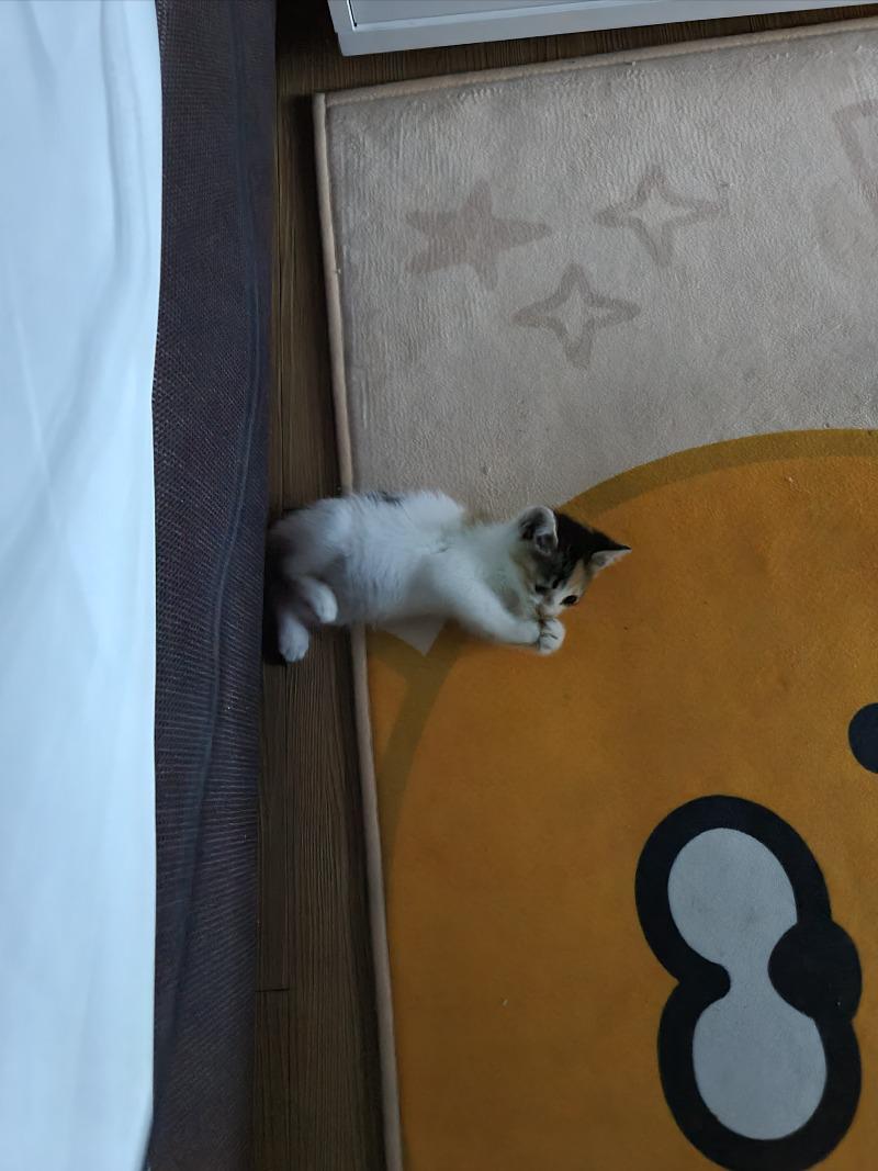 꼬미드림 이미지