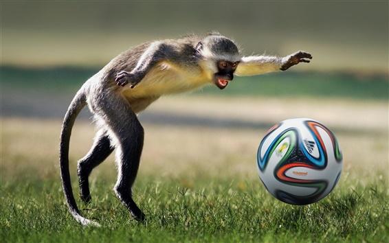 Monkey-play-football_m.jpg