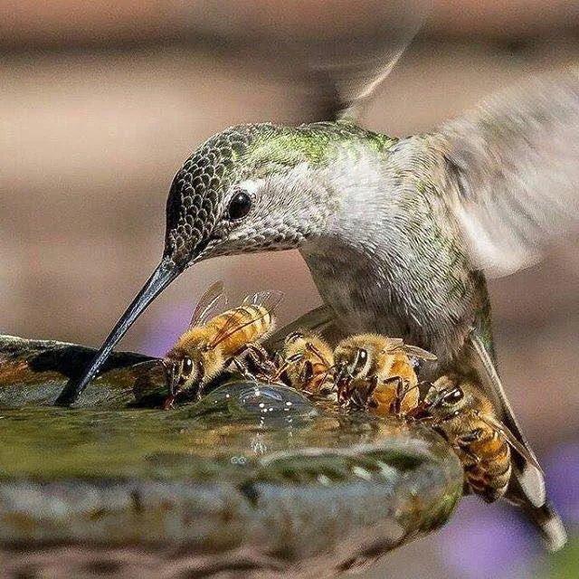 Hummingbird-and-bees-gather-for-a-quick-drink.jpg