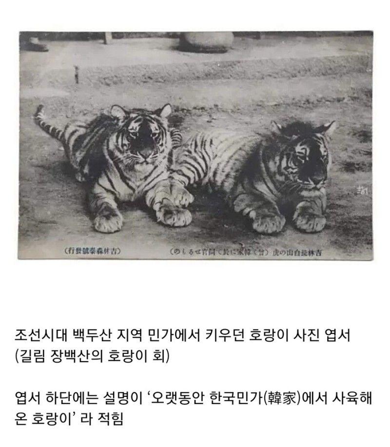 조선의 전통 길냥이.jpg