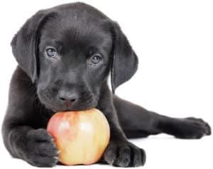 dog-eat-apple-core-300x238.jpg