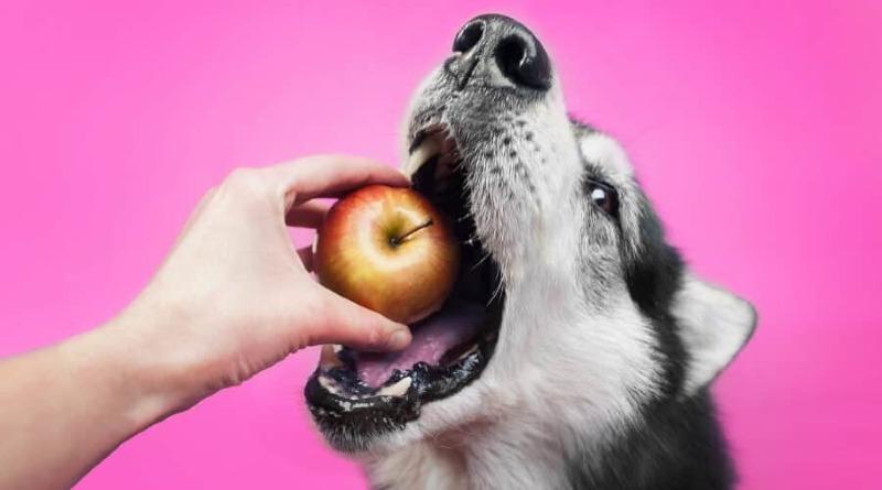 Can-Dogs-Eat-Apple-Cores-900x500.jpg