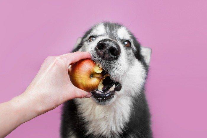 dog-being-fed-apple.jpg