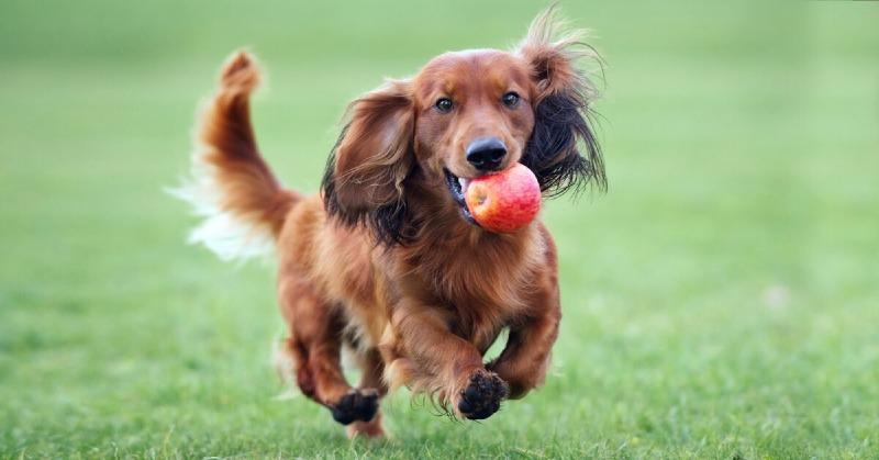 Can-Dogs-Eat-Apples-1200x628.jpg