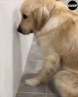 img.gif