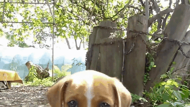 c.gif