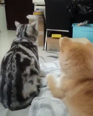 bb.gif