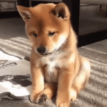 2e8e2408639581761539be6207605e37.gif