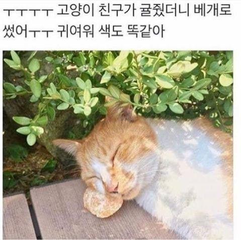 고양이낮잠 이미지