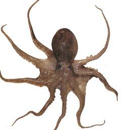 보배쭈꾸미 이미지