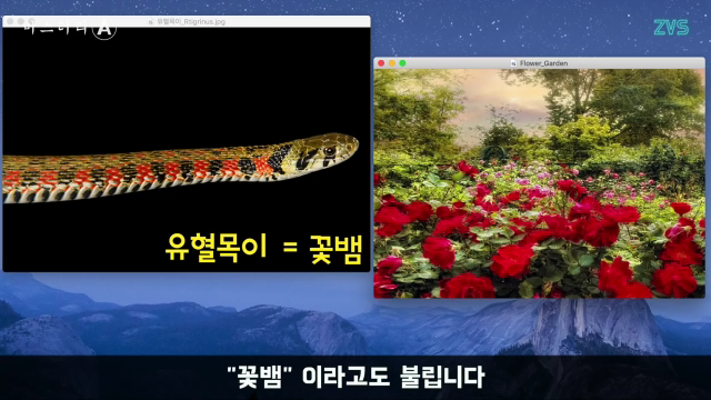 최강의 치사량 꽃뱀의 독 _ 한국의 독사 유혈목이_000037370.png