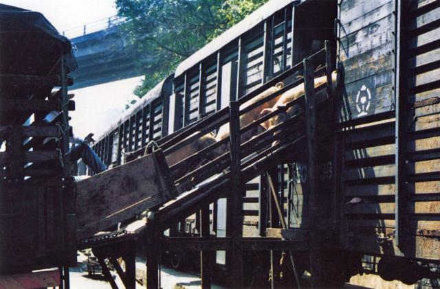 hong_kong-homantin-kcr-pig_train_unloading_into_road_trucks.jpg