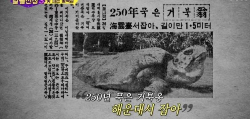 거북이 이미지