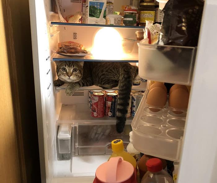 냉장고 문 닫기 전에 확인해야 하는것2.jpg