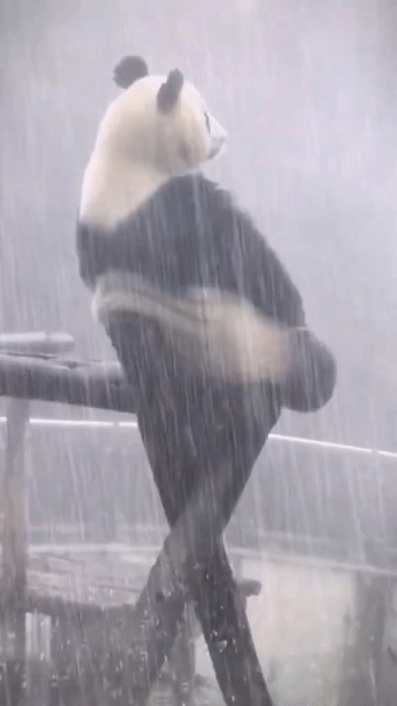 GQoc1681781556_416838156.gif