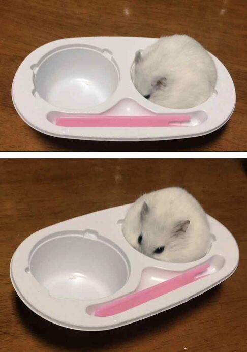 드림아이스 이미지