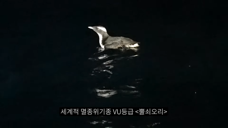 고양이와 뿔쇠오리의 아름다운 공존_ 희귀조 번식지에 동물보호단체가 벌인 일 6-41 screenshot.png