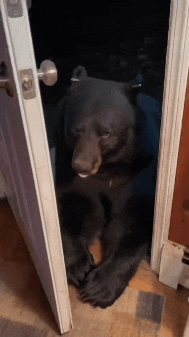 ㅈ.gif