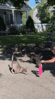 20231205_160242.gif