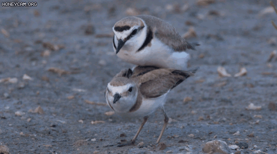 IMG_0062.gif
