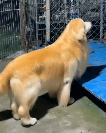 IMG_0063.gif