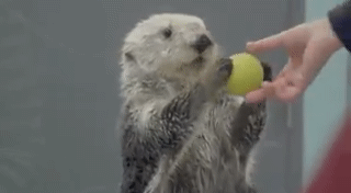 4.gif