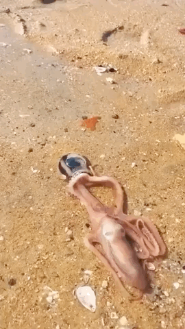 1000005280.gif