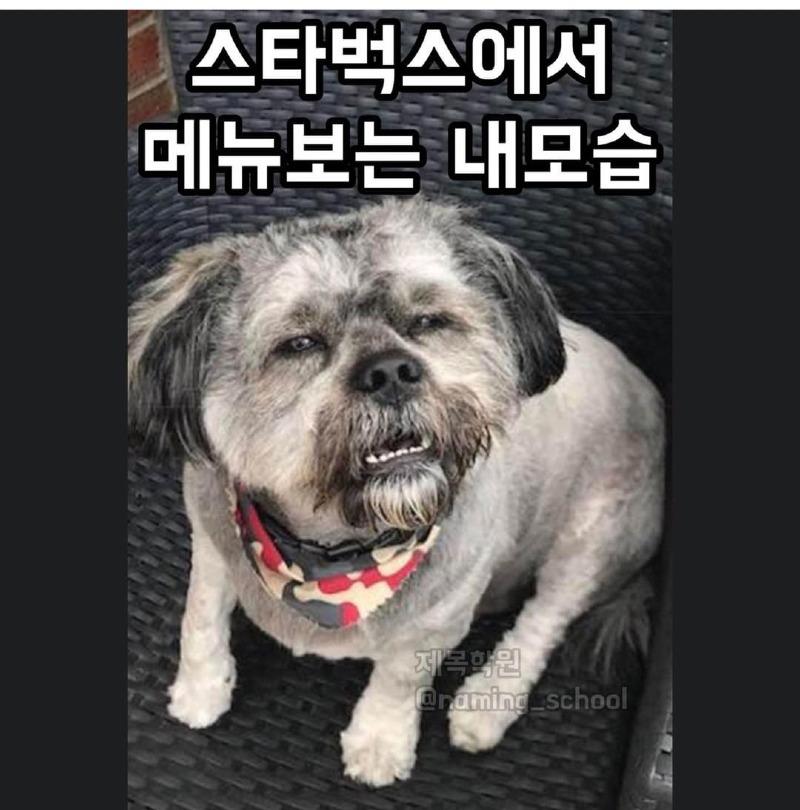 스타벅스_개.jpg