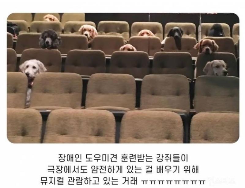 강아지들이 극장에 모인 이유.JPG