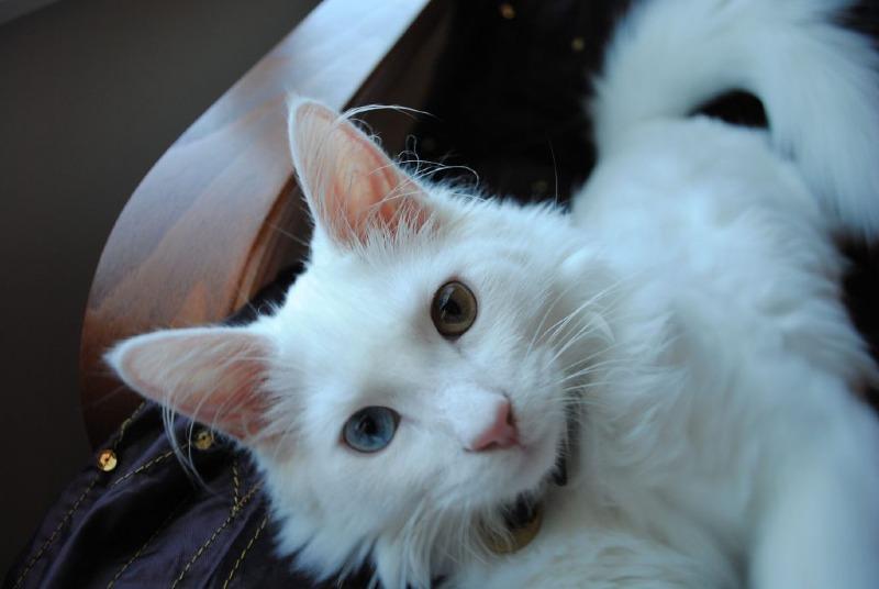 White_Turkish_Angora_cat_with__odd_eyes_-1024x686.jpg