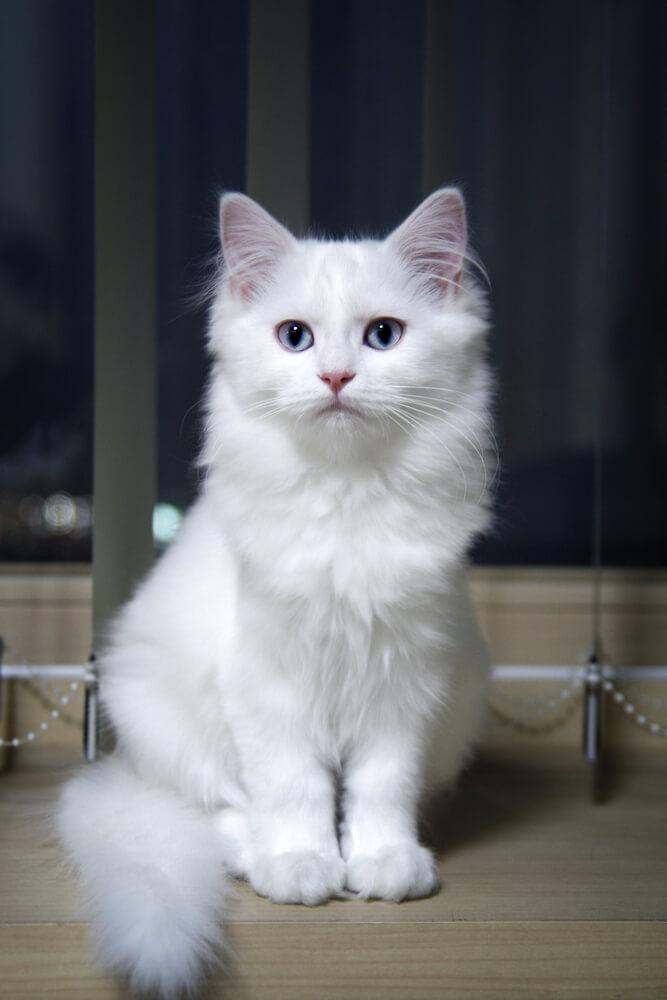Turkish-Angora-cat-with-blue-eyes-and-white-fur.jpg