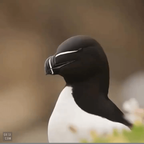 1cc12fb5f4f352a07deab11a2c9b09a9b9456bd7.gif