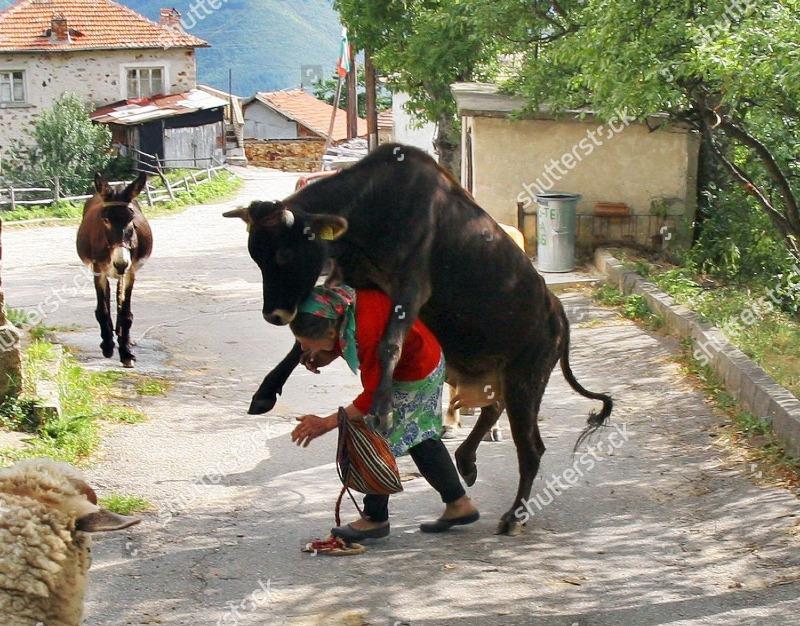 cow-mounts-elderly-peasant-woman-in-the-village-of-krustatitsa-in-the-rhodope-mountains-bulgaria-aug-2008-shutterstock-editorial-1010682a.jpg