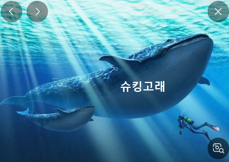 슈킹고래.png