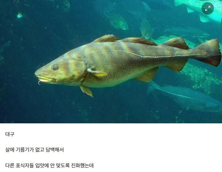 [유머]일부러 맛없게 진화했는데.jpg