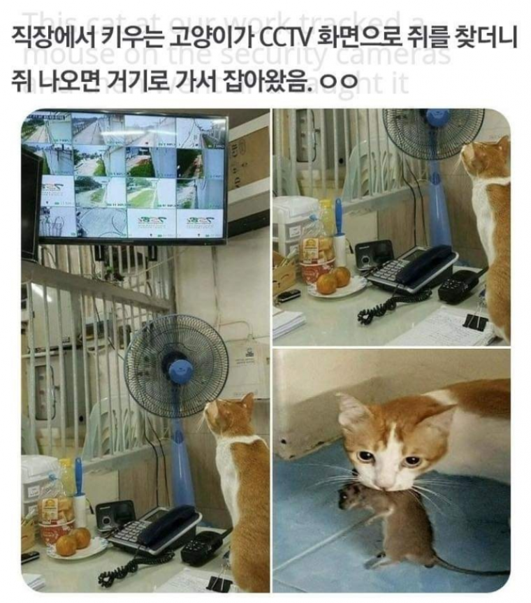 [유머]현대 문물을 이해한 고양이.png