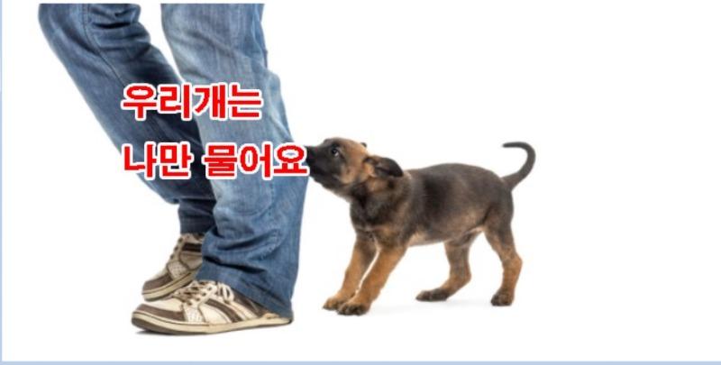 우리개 뻘글.jpg