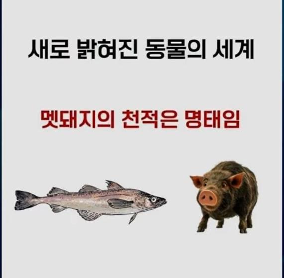 동물의세계 천적.jpg