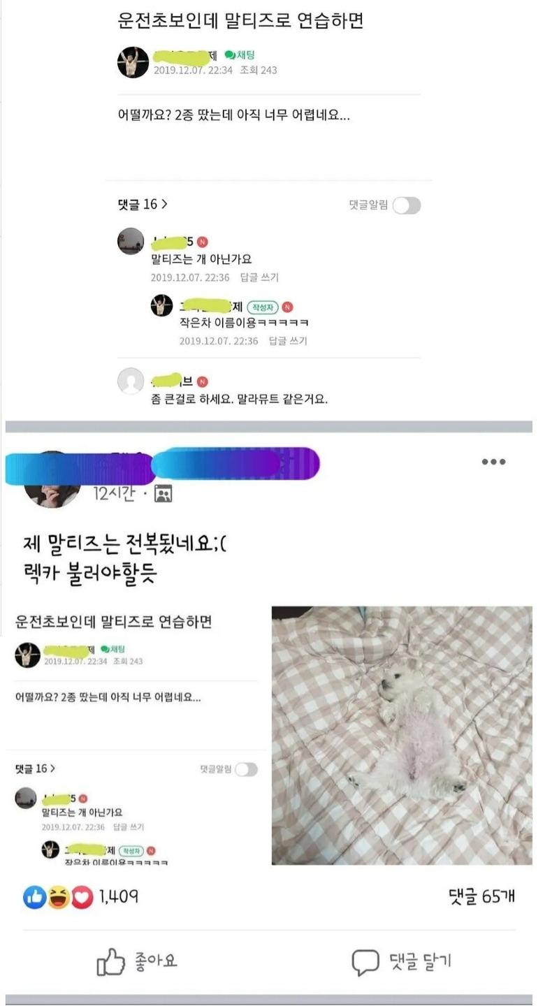 운전초보인데_말티즈로_연습해도_될까요.jpg