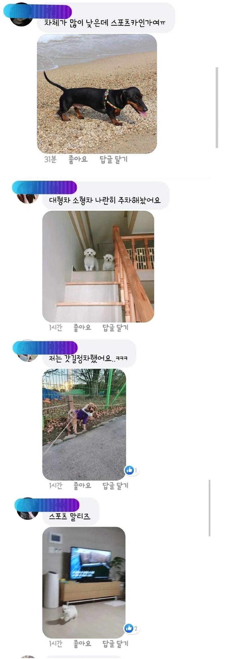 운전초보인데_말티즈로_연습해도_될까요_20241027_054243.jpg