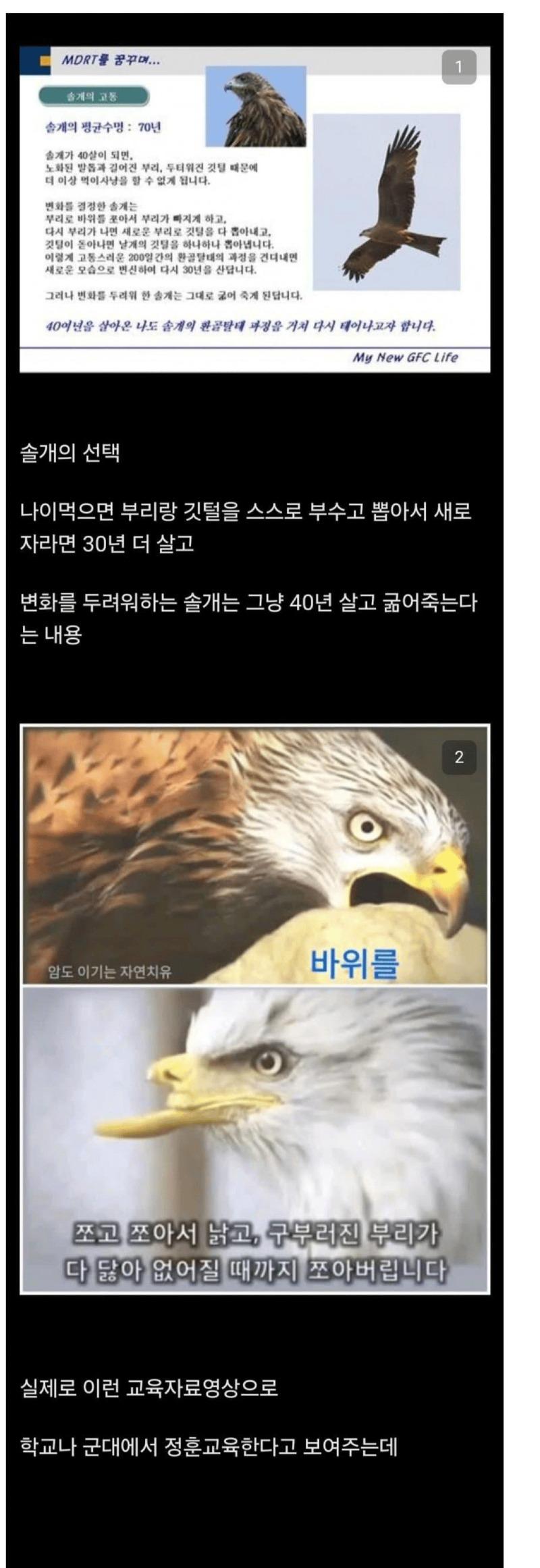 솔개1.JPG