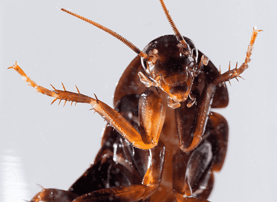 png-transparent-american-cockroach-insect-pest-control-oriental-cockroach-roach-food-animals-insects.png