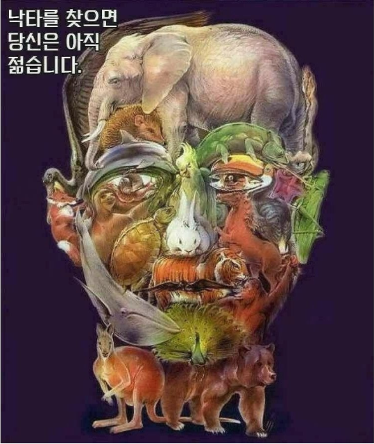 [유머]낙타를 찾으면 아직 젊은 거래요.png