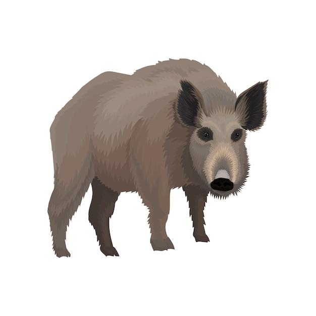 wild-boar-northern-forest-animal-vector-illustration-white-background_223337-6173.jpg