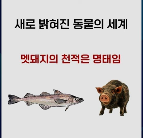 굥천적 명태.png